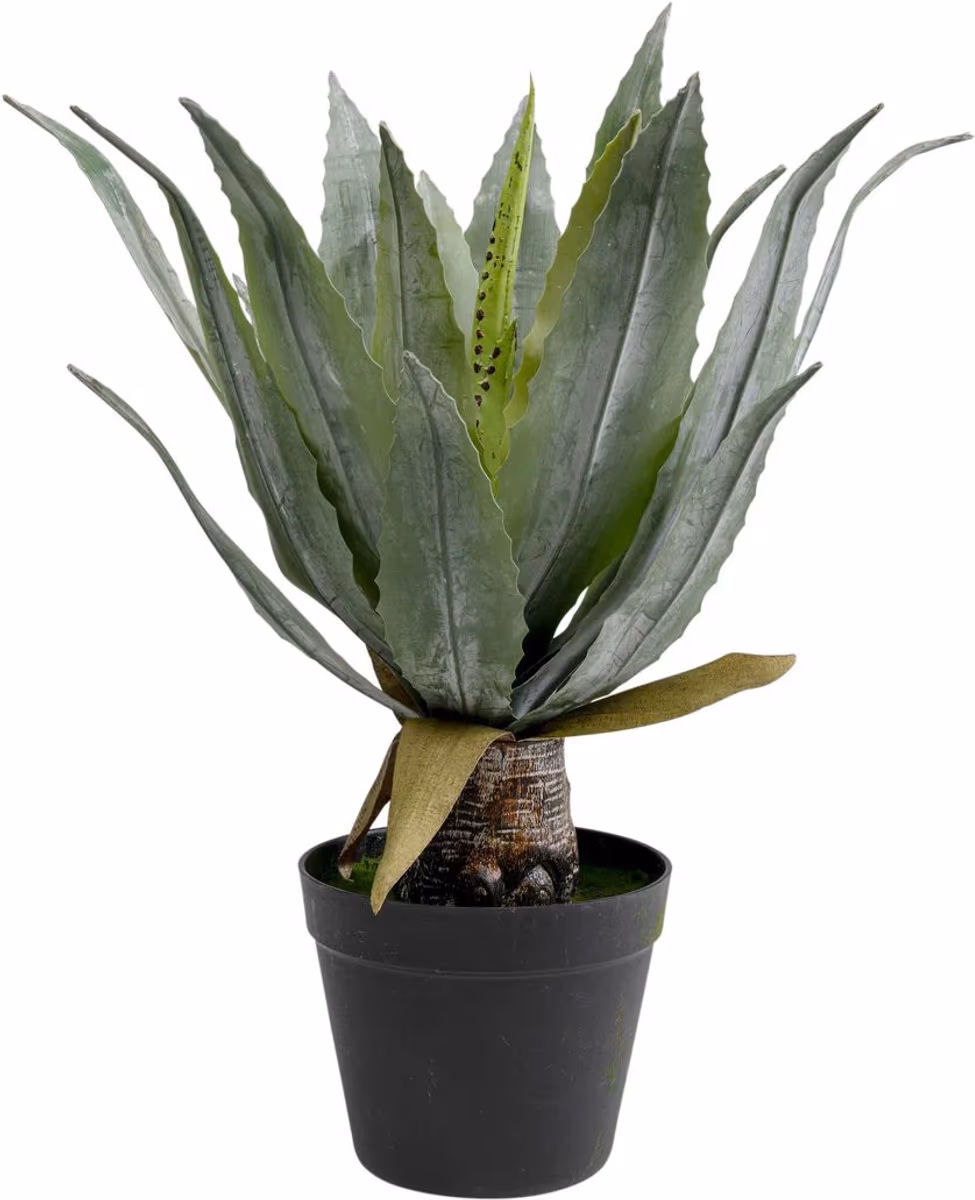 Dekopflanze- DH ca. 40x40 cm, Agave, Grün