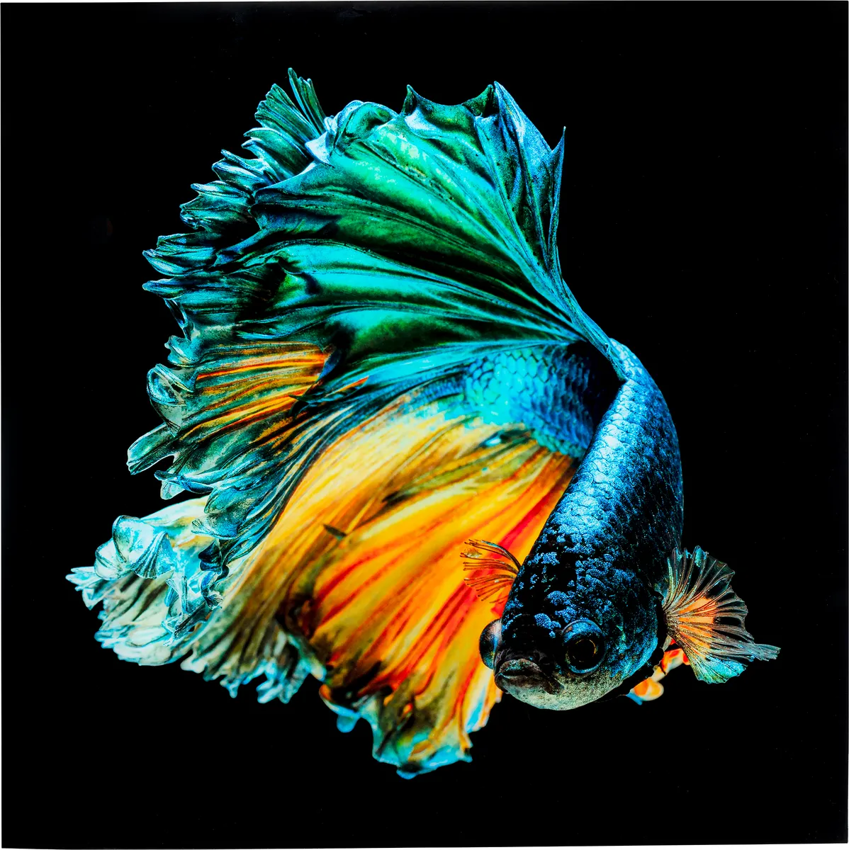 Glasbild - LB ca. 100x100 cm, Mehrfarbig, Schwarz