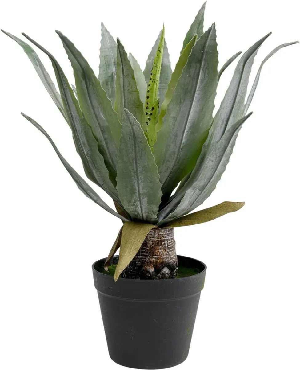 Dekopflanze- DH ca. 40x40 cm, Agave, Grün