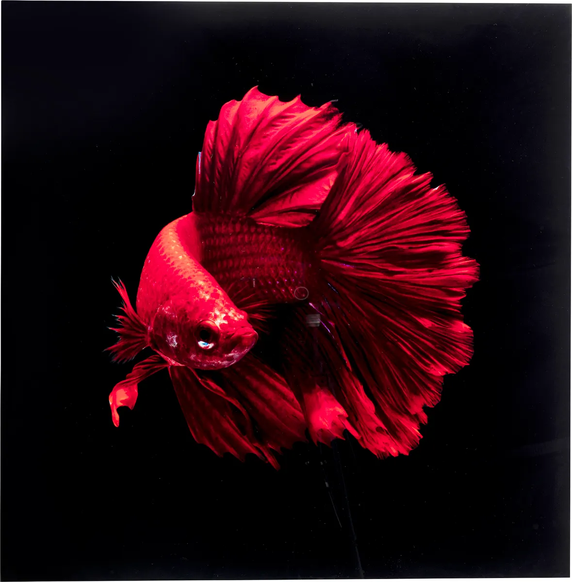 Glasbild - LB ca. 100x100 cm, Rot, Schwarz