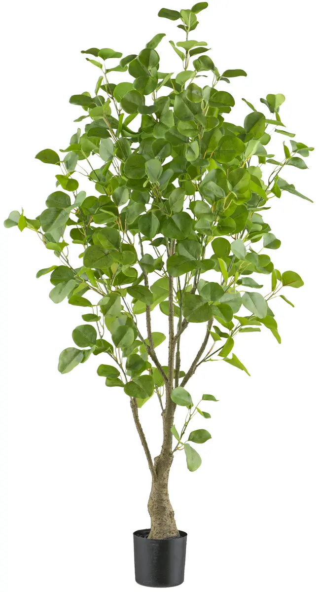 Eukalyptus im Topf - HD ca. 130x70 cm