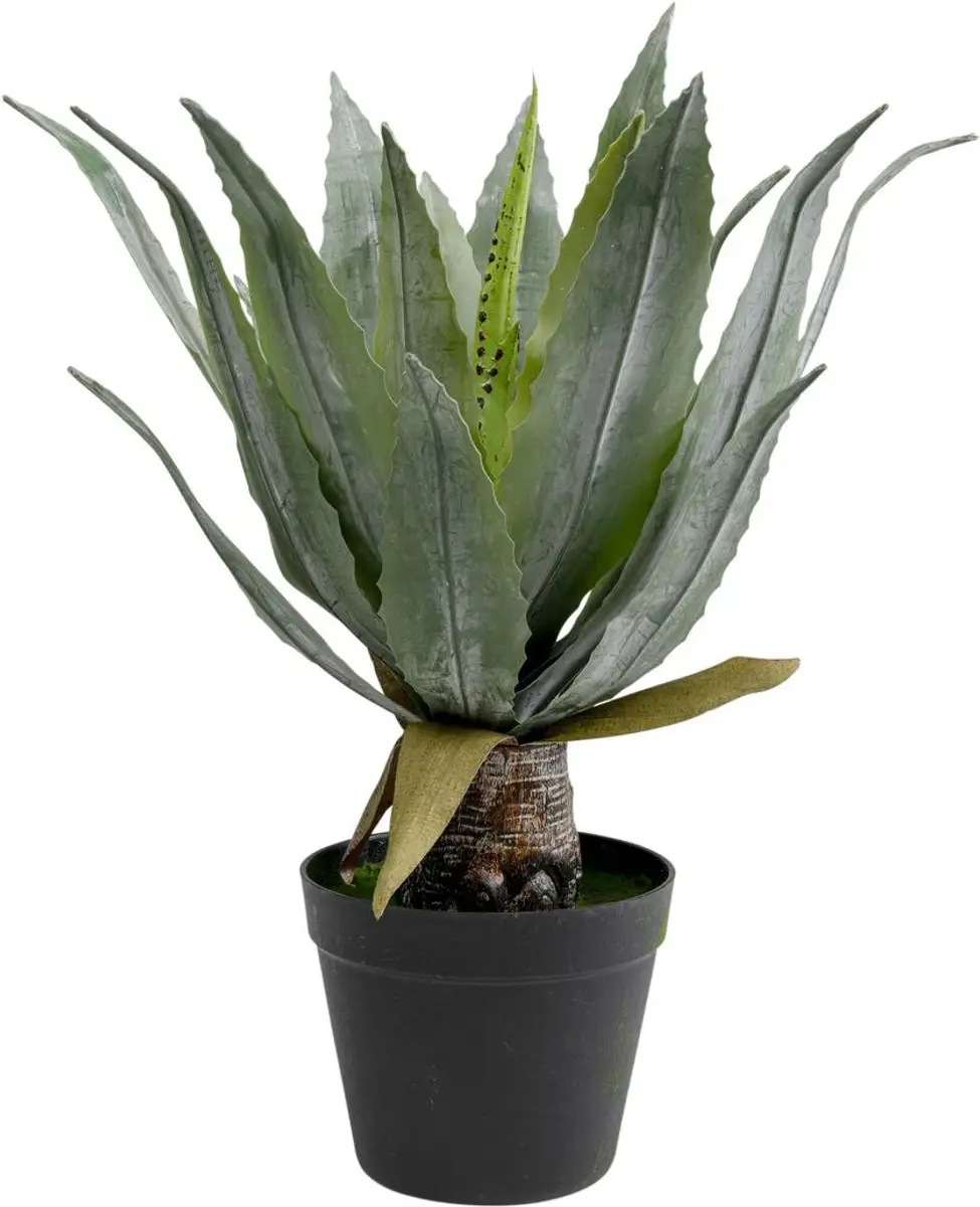 Dekopflanze- DH ca. 40x40 cm, Agave, Grün