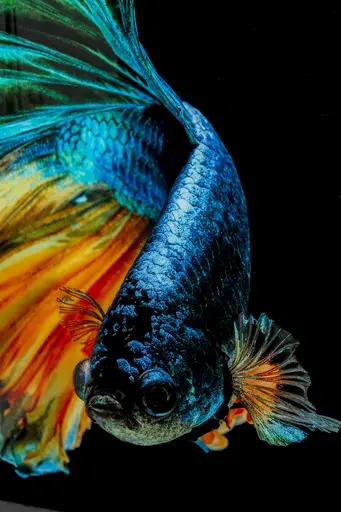 Glasbild - LB ca. 100x100 cm, Mehrfarbig, Schwarz