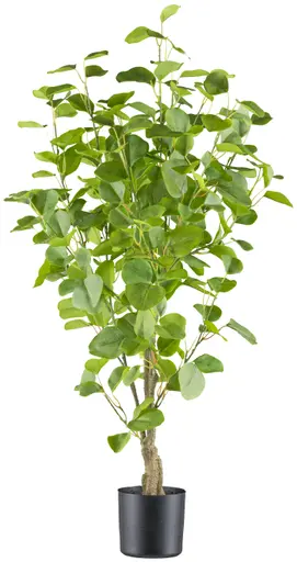 Eukalyptus im Topf - HD ca. 90x60 cm