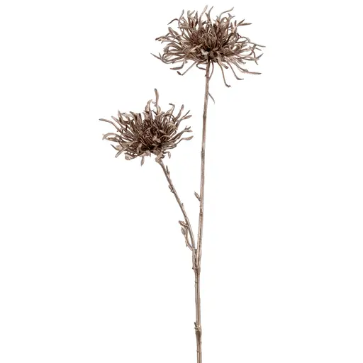 Deko-Distel - ØH ca. 19x50 cm, Champagner