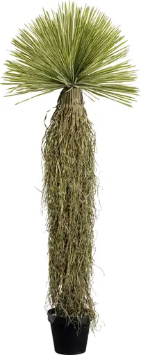 Dekopflanze- DH ca. 65x185 cm, Yucca, Grün