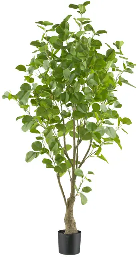 Eukalyptus im Topf - HD ca. 130x70 cm