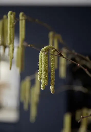 Inselküche 51.230 CO 1V3 525, Rillenoptik Eiche dunkel