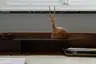 Schreibtisch - Nussbaum, Natur, Lack, Weiß