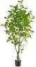 Eukalyptus im Topf - HD ca. 130x70 cm